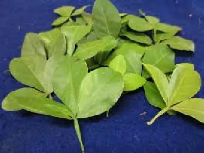 வில்வம்